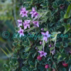 Shivparvatia glanduligera (Edgew.) Pusalkar & D.K.Singh Plants of Nepal