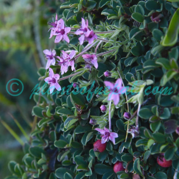 Shivparvatia glanduligera (Edgew.) Pusalkar & D.K.Singh Plants of Nepal