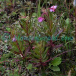 Epilobium conspersum Hausskn. Plants of Nepal Epilobium conspersum Hausskn.
