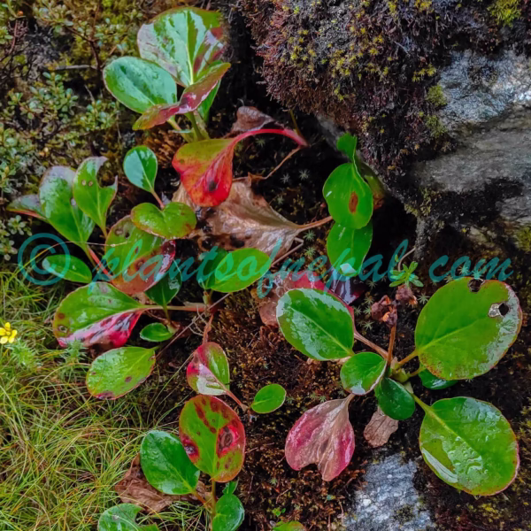 Bergenia purpurascens (Hook.f. & Thomson) Engl. Plants of Nepal