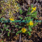Chesneya nubigena (D.Don) Ali