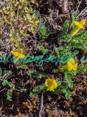 Chesneya nubigena (D.Don) Ali Plants of Nepal