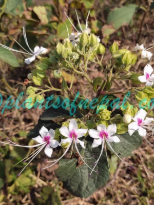 Clerodendrum infortunatum L. Plants of Nepal