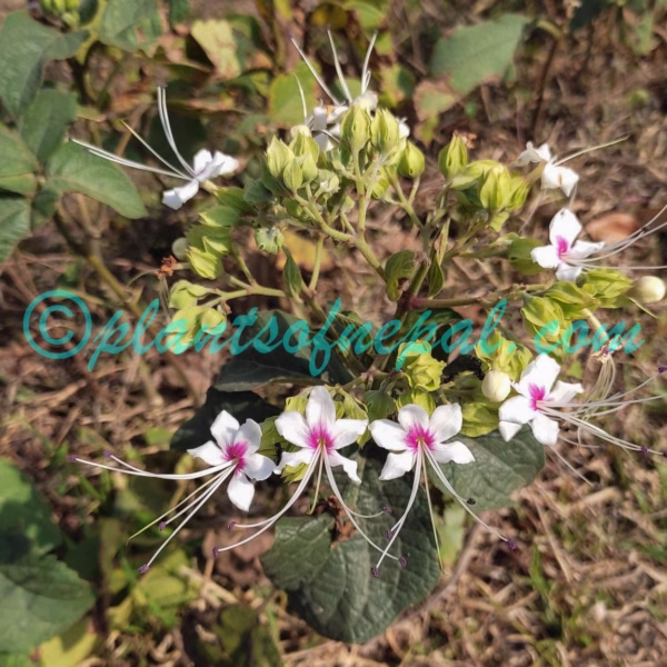 Clerodendrum infortunatum L. Plants of Nepal