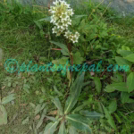 Gentiana robusta King ex Hook.f. Plants of Nepal Gentiana robusta King ex Hook.f.