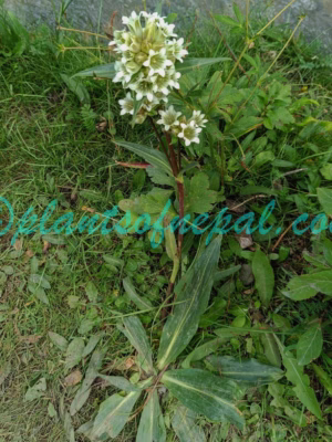 Gentiana robusta King ex Hook.f. Plants of Nepal