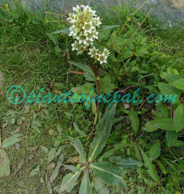 Gentiana robusta King ex Hook.f. Plants of Nepal