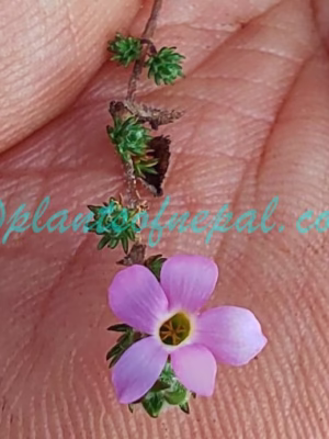 Hemiphragma heterophyllum Wall. Plants of Nepal