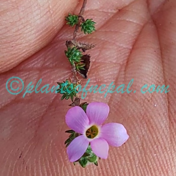 Hemiphragma heterophyllum Wall. Plants of Nepal