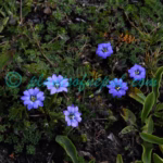 Gentiana stellata Turrill Plants of Nepal Gentiana stellata Turrill