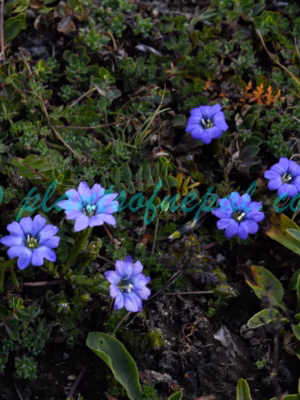 Gentiana stellata Turrill Plants of Nepal
