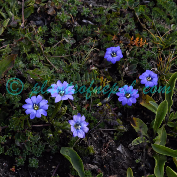 Gentiana stellata Turrill Plants of Nepal