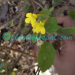 Lindenbergia grandiflora Benth. Plants of Nepal Lindenbergia grandiflora Benth.