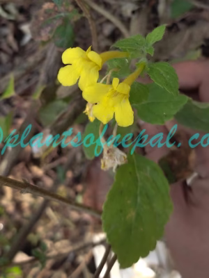 Lindenbergia grandiflora Benth. Plants of Nepal