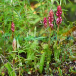 Satyrium nepalense D.Don Plants of Nepal Satyrium nepalense D.Don