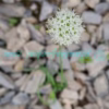 Allium fasciculatum Rendle Plants of Nepal