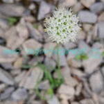 Allium fasciculatum Rendle Plants of Nepal Allium fasciculatum Rendle