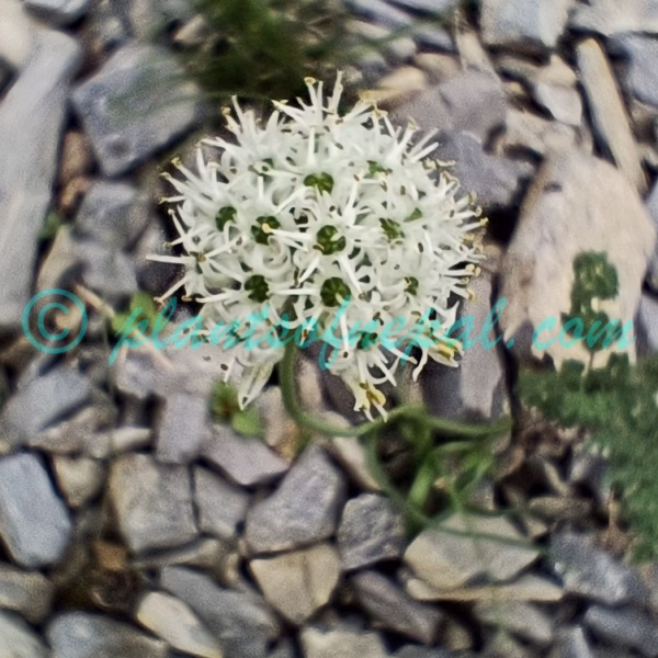 Allium fasciculatum Rendle Plants of Nepal