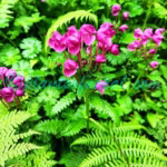 Pedicularis megalantha D.Don Plants of Nepal Pedicularis megalantha D.Don