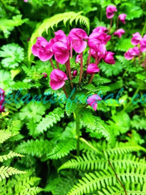 Pedicularis megalantha D.Don Plants of Nepal