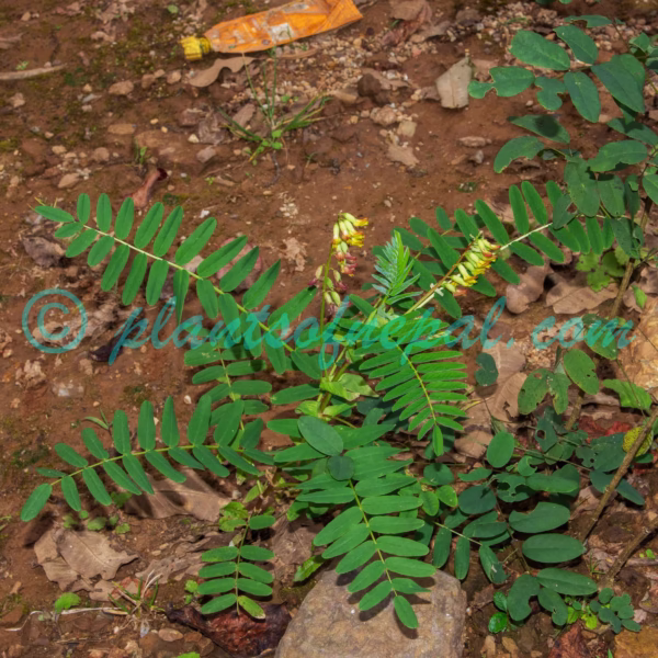 Astragalus stipulatus D.Don ex Sims Plants of Nepal