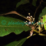 Saurauia napaulensis DC. Plants of Nepal Saurauia napaulensis DC.