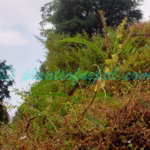Astragalus stipulatus D.Don ex Sims Plants of Nepal Astragalus stipulatus D.Don ex Sims