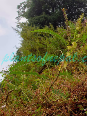 Astragalus stipulatus D.Don ex Sims Plants of Nepal