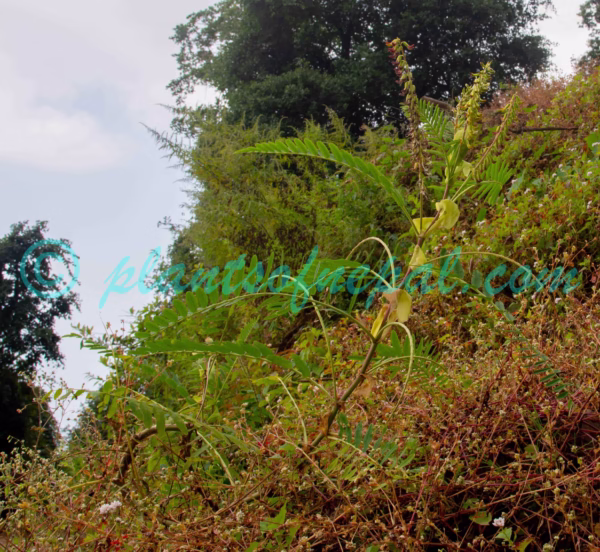 Astragalus stipulatus D.Don ex Sims Plants of Nepal