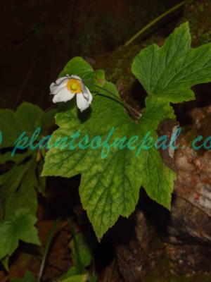 Eriocapitella vitifolia (Buch.-Ham. ex DC.) Nakai Plants of Nepal