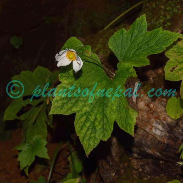 Eriocapitella vitifolia (Buch.-Ham. ex DC.) Nakai Plants of Nepal