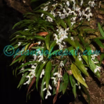 Coelogyne demissa (D.Don) M.W.Chase & Schuit.