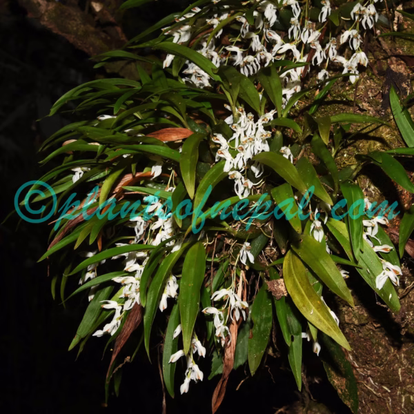 Coelogyne demissa (D.Don) M.W.Chase & Schuit. Plants of Nepal