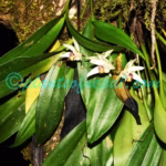 Eria coronaria (Lindl.) Rchb.f. Plants of Nepal Eria coronaria (Lindl.) Rchb.f.