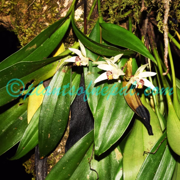 Eria coronaria (Lindl.) Rchb.f. Plants of Nepal