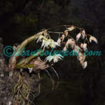Dendrobium eriiflorum Griff. Plants of Nepal Dendrobium eriiflorum Griff.