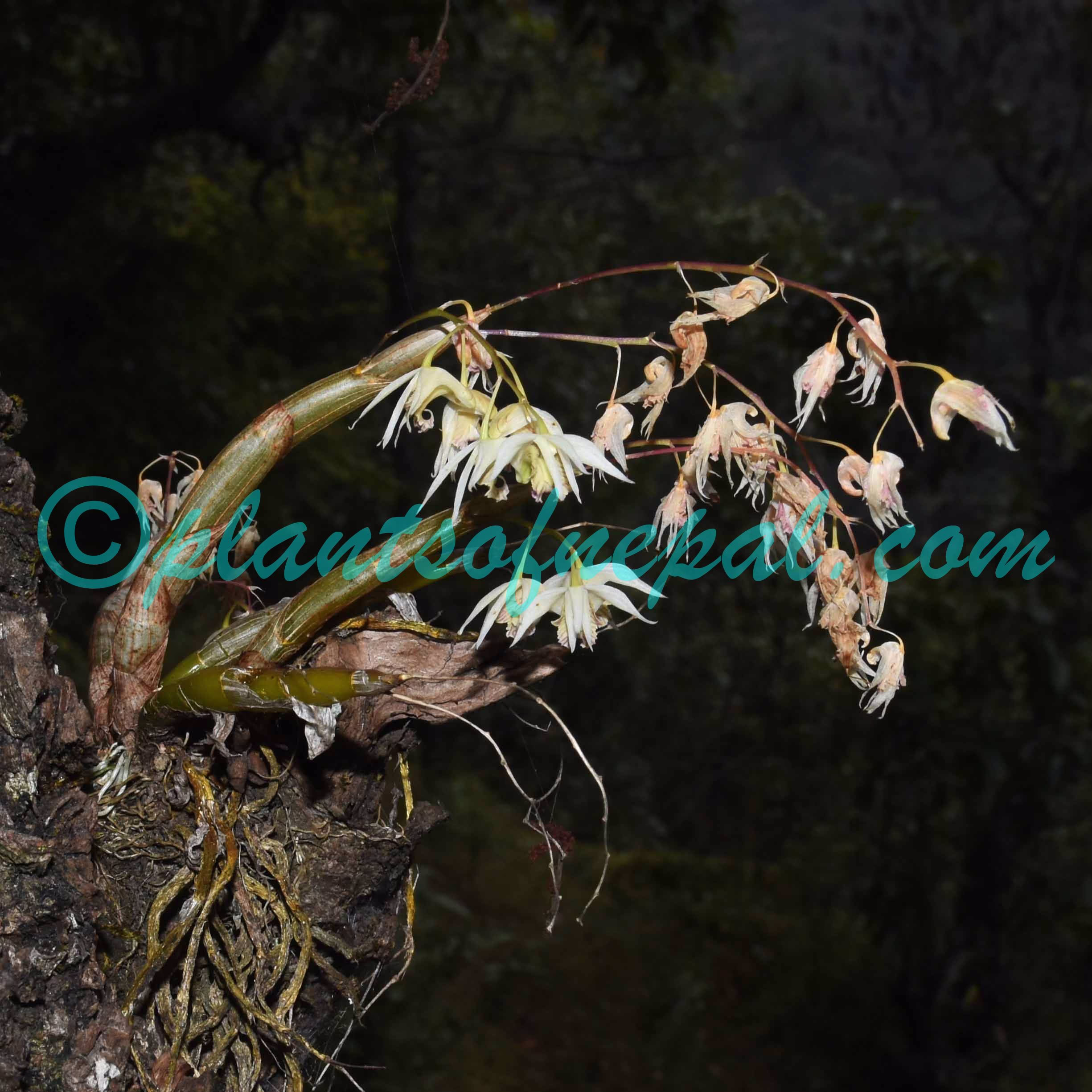 Dendrobium eriiflorum Griff. Plants of Nepal
