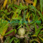 Silene holosteifolia Bocquet & Chater Plants of Nepal Silene holosteifolia Bocquet & Chater