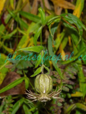 Silene holosteifolia Bocquet & Chater Plants of Nepal