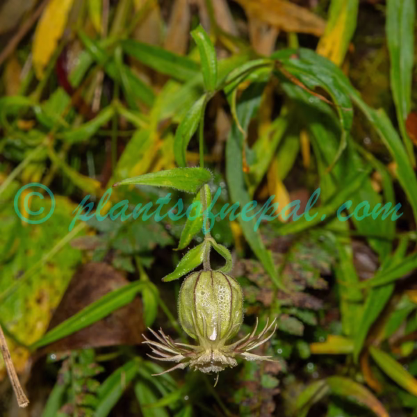 Silene holosteifolia Bocquet & Chater Plants of Nepal