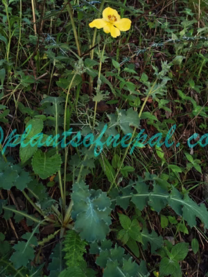 Dicranostigma lactucoides Hook.f. & Thomson Plants of Nepal