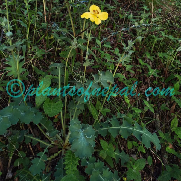 Dicranostigma lactucoides Hook.f. & Thomson Plants of Nepal