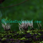 Xylaria hypoxylon (L.) Grev.,