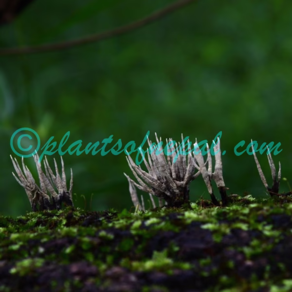 Xylaria hypoxylon (L.) Grev. Plants of Nepal