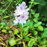 Pontederia crassipes Mart.