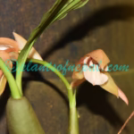 Coelogyne fuscescens Lindl.
