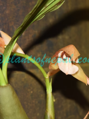 Coelogyne fuscescens Lindl. Plants of Nepal