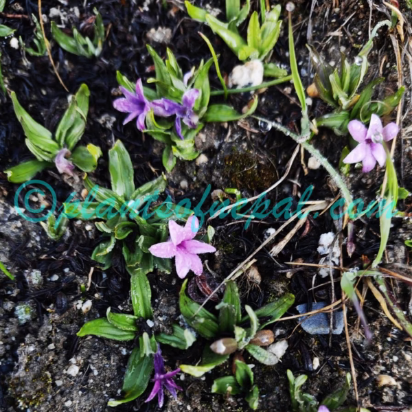Polygonatum hookeri Baker Plants of Nepal