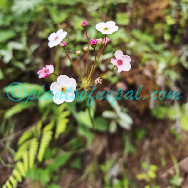 Androsace strigillosa Franch. Plants of Nepal