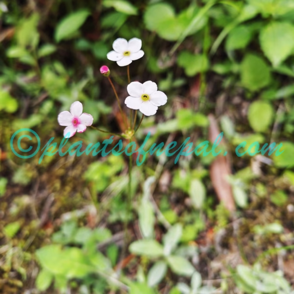 Androsace strigillosa Franch. Plants of Nepal